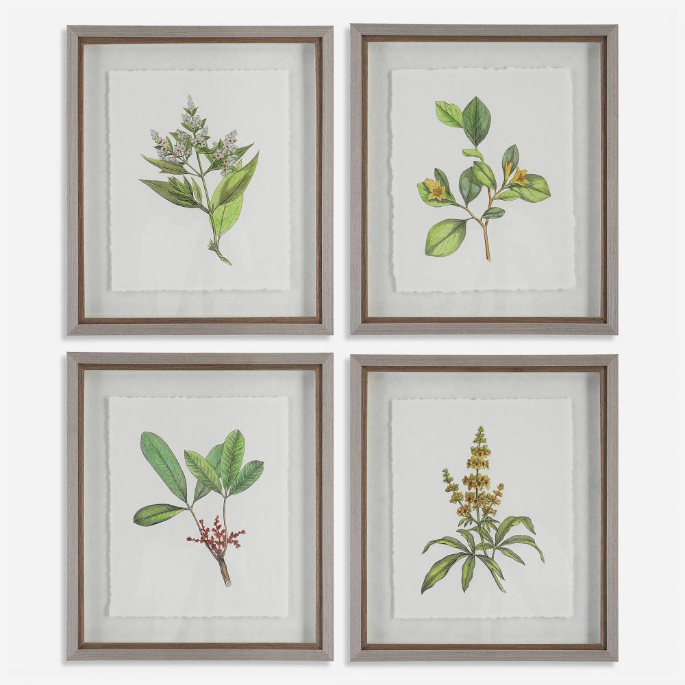 Uttermost Wildflower Study Framed Prints, S/4